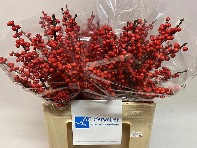 <h4>ILEX VE RODE BES</h4>