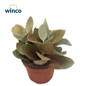 KALANCHOE ORGYALIS