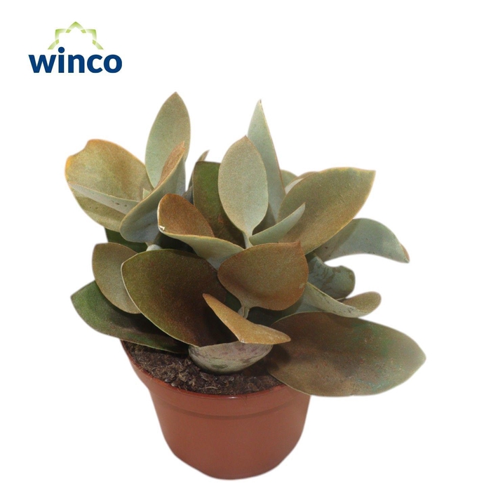 <h4>KALANCHOE ORGYALIS</h4>