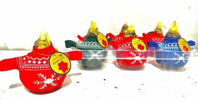 <h4>Bloembol Hippeastrum</h4>