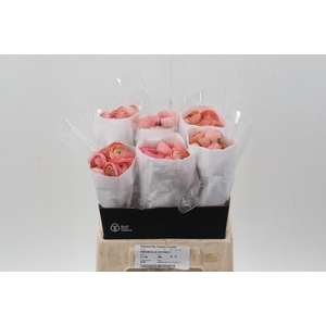 Ran Peach Ecu 40cm