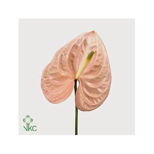 Anthurium cheers