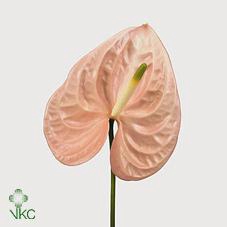<h4>Anthurium cheers</h4>