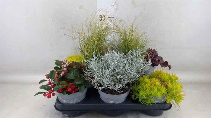 <h4>Vaste pltn   ...mix 6  [Perennials]</h4>