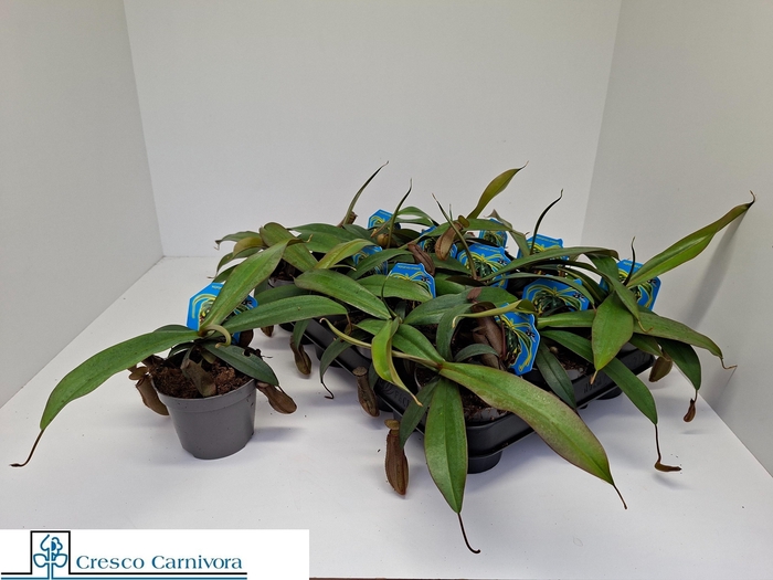 <h4>NEPENT REBECCA</h4>