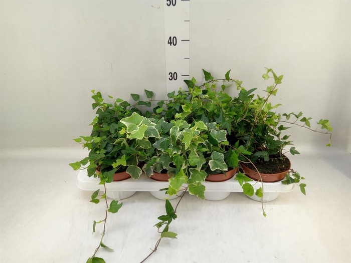 <h4>Hedera   ...mix</h4>