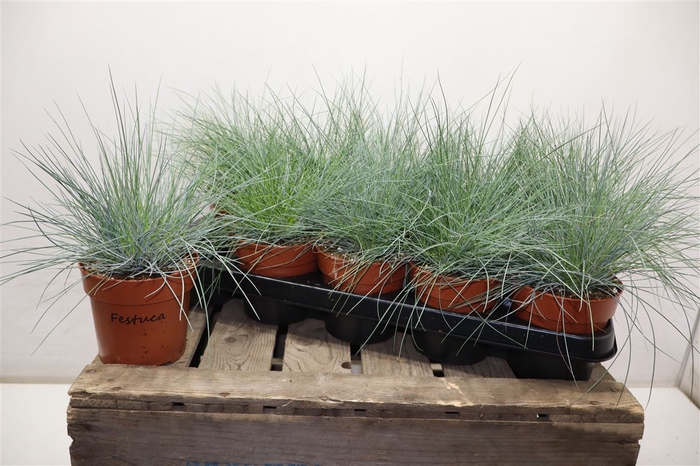 <h4>arr8 Fest Glauca</h4>