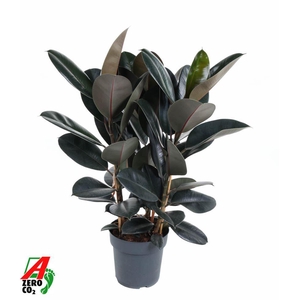 Ficus Elastica Abidjan
