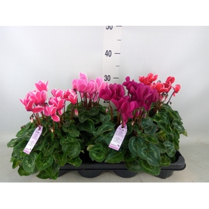 Cyclamen MD 'Macro'
