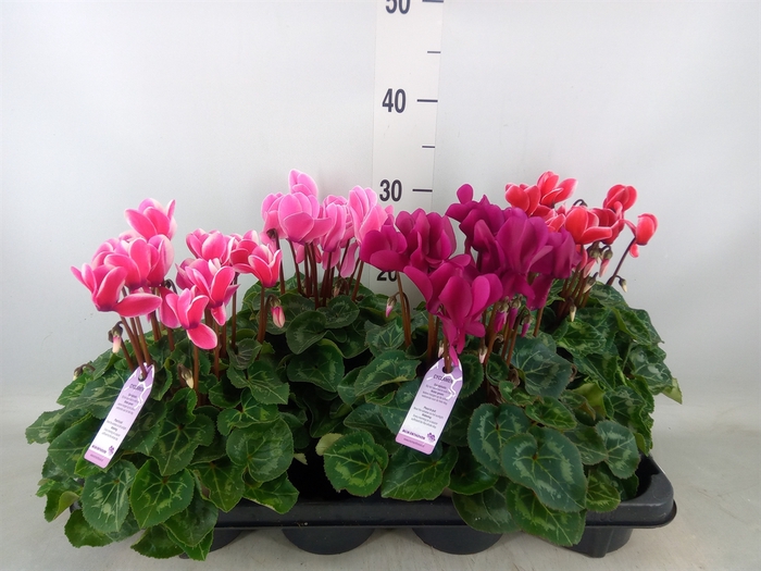<h4>Cyclamen MD 'Macro'</h4>