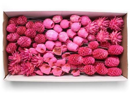 <h4>Lcd Assorti Pastel Fuchsia On 10cm Wire</h4>