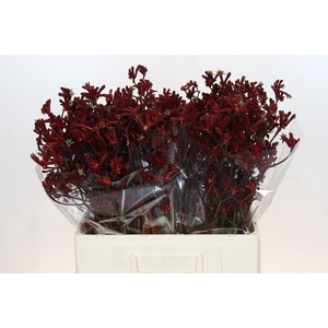 ANIGOZANTHOS FLAV. 'BUSH RUBY'