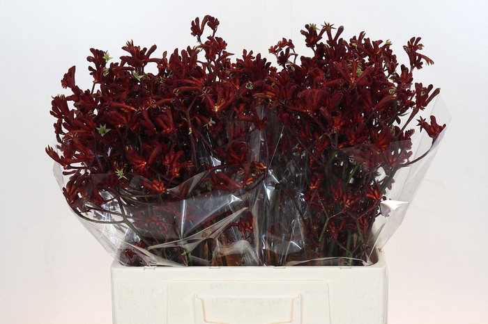 <h4>ANIGOZANTHOS FLAV. 'BUSH RUBY'</h4>