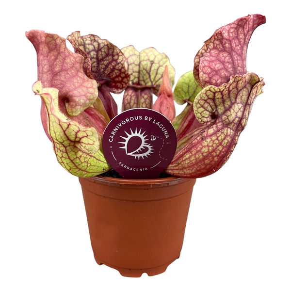 <h4>Sarracenia Clementina 8,5 cm</h4>