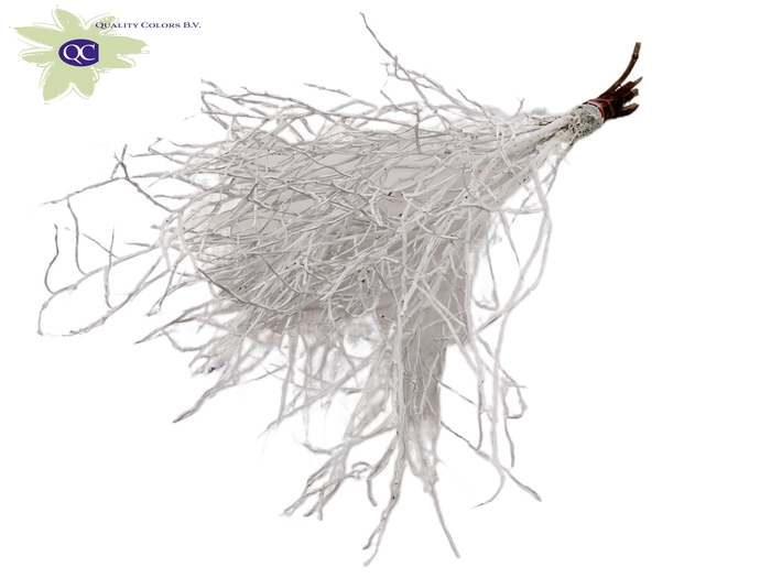 Huckelberry per bunch White