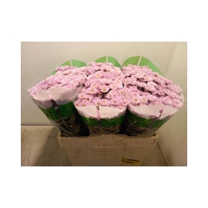 CHR SAN ROSSI PINK