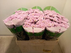 <h4>CHR SAN ROSSI PINK</h4>