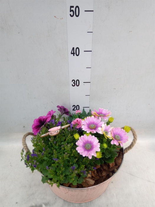 <h4>Arr.   Perkplanten H%</h4>