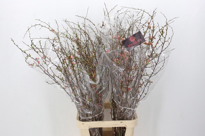 <h4>CHAENOMELES SUPERBA</h4>