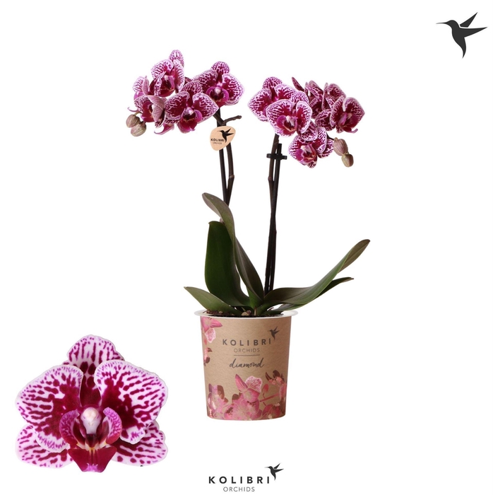 <h4>Phalaenopsis multi.   ...</h4>
