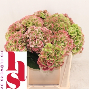 HYDR M ROYA PRINC CL