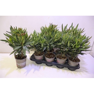 arr8 Nerium Oleander Ov