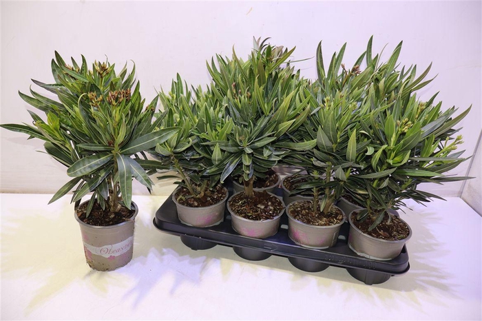 <h4>Nerium Oleander Ov</h4>