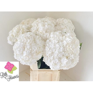 HYDR M ROYAL HIGHNES