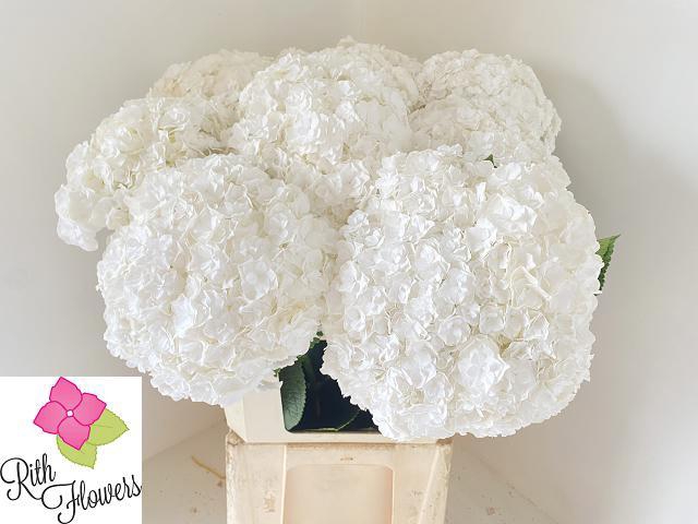 <h4>HYDR M ROYAL HIGHNES</h4>