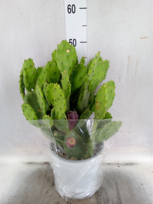 <h4>Opuntia</h4>