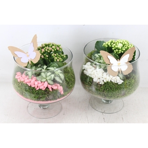 arr2 PL - Glas op voet x6 - roze/wit