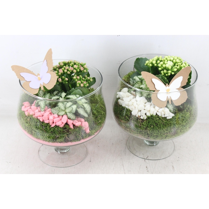 <h4>Arr2 Pl - Glas Op Voet X6 - Roze/wit</h4>