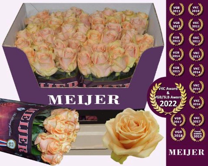 <h4>Rosa large pearl avalanche+</h4>