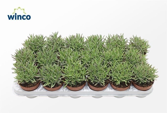 <h4>Kalanchoe Tubiflora</h4>