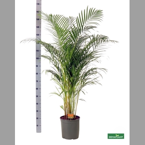 DYPSIS LUTESCENS