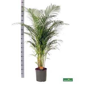 DYPSIS LUTESCENS