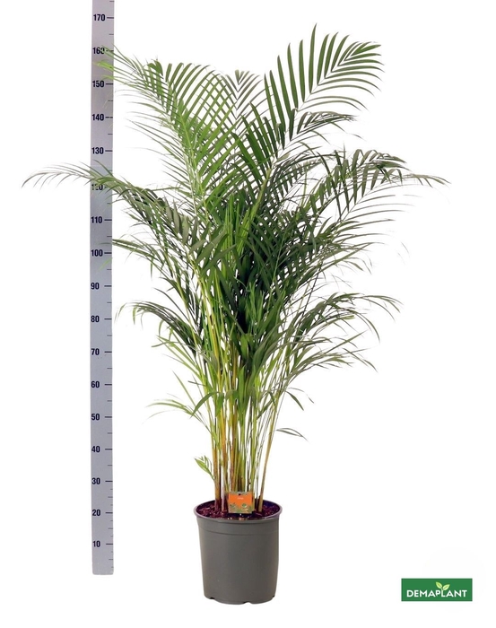 <h4>DYPSIS LUTESCENS</h4>