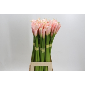 Zantedeschia Eydolls Salmon