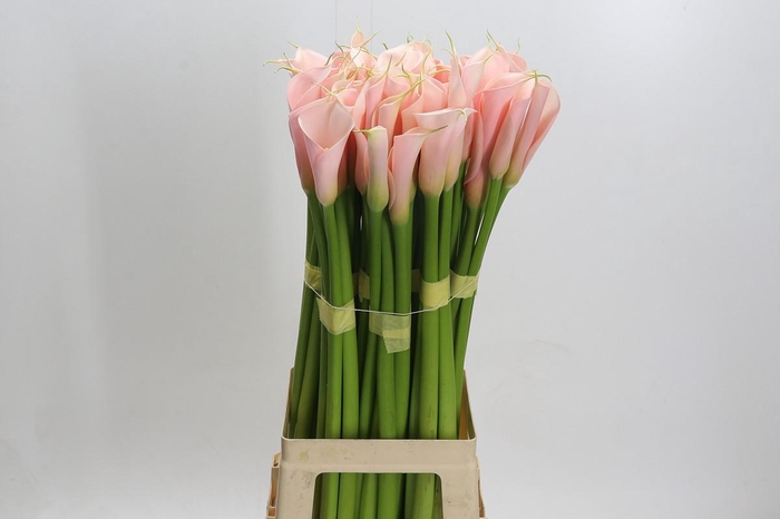 <h4>Zantedeschia Eydolls Salmon</h4>