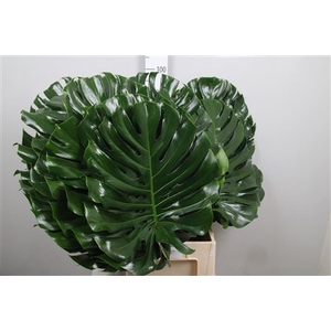 Monstera Blad 55cm