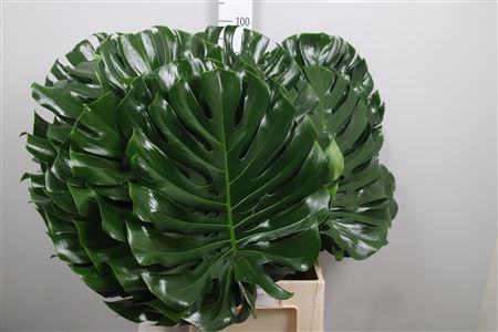 <h4>Monstera Blad 55cm</h4>