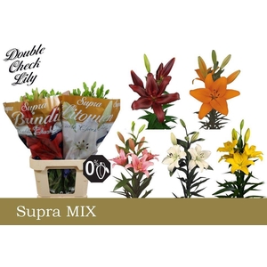 LI LA GEM IN FUST SUPRA