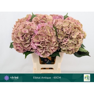 Hydrangea elbtal classic