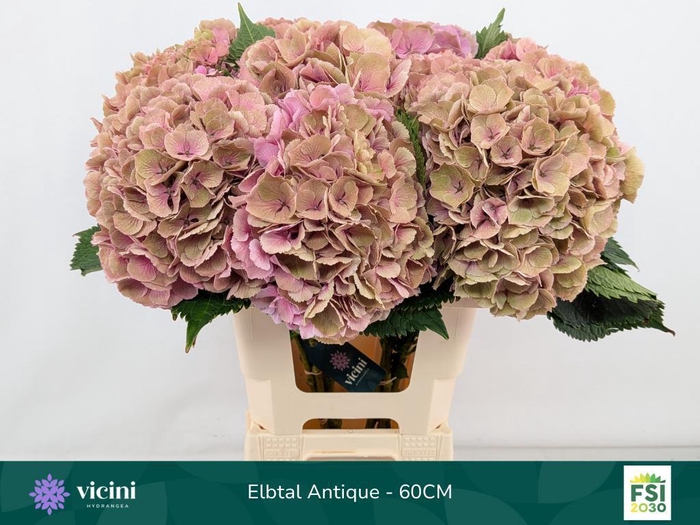 <h4>Hydrangea elbtal classic</h4>