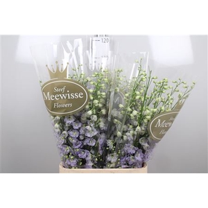 Delph Du Dewi Impress Lilac