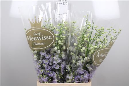 <h4>Delph Du Dewi Impressive Lilac</h4>