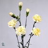 DI TR YELLOW EVELINE