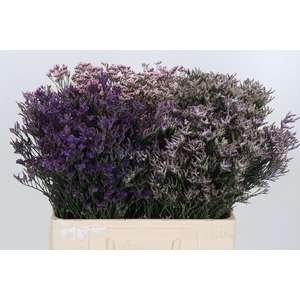 Limonium Overig