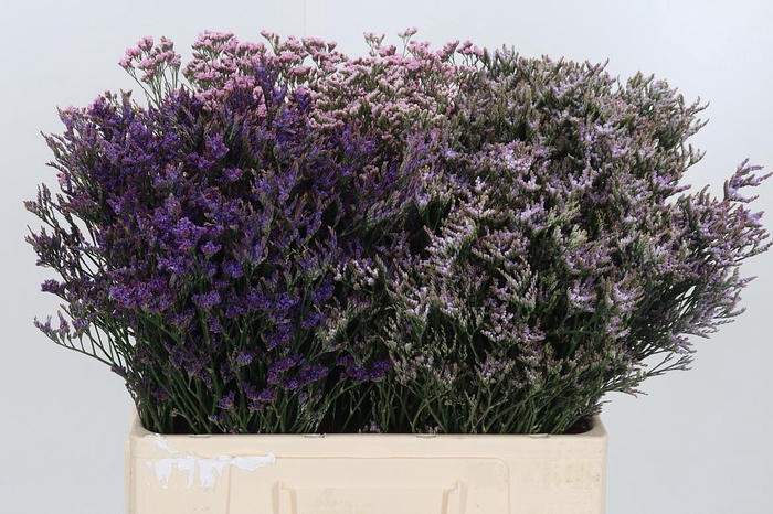 <h4>Limonium Overig</h4>