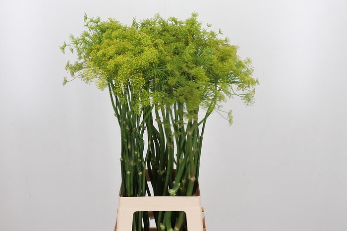 <h4>Anethum Graveolens</h4>